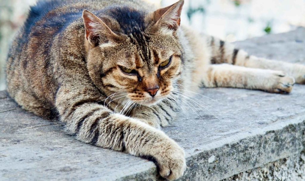 ricette per gatti anziani