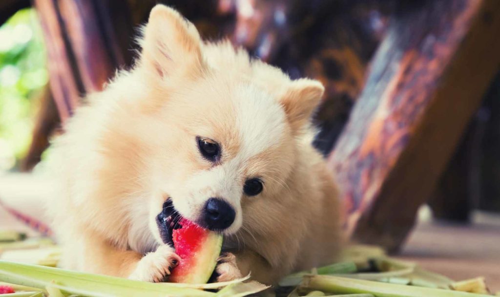 cane che mangia un anguria