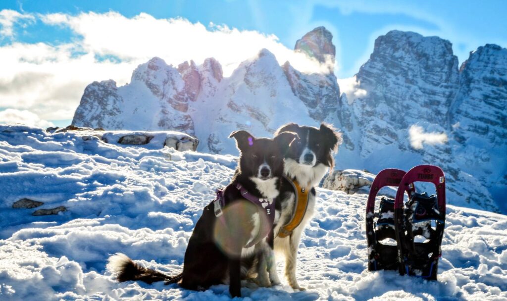 in montagna con il cane