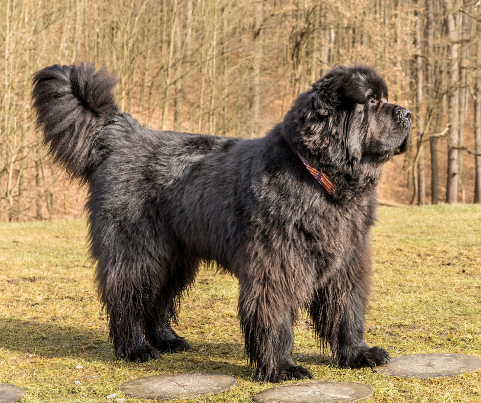 Cane terranova